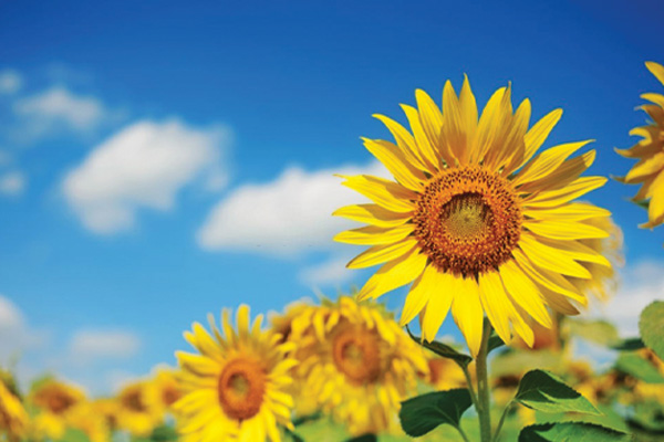 روغن آفتابگردان؛ از دل گل آفتاب تا سفره سالم شما