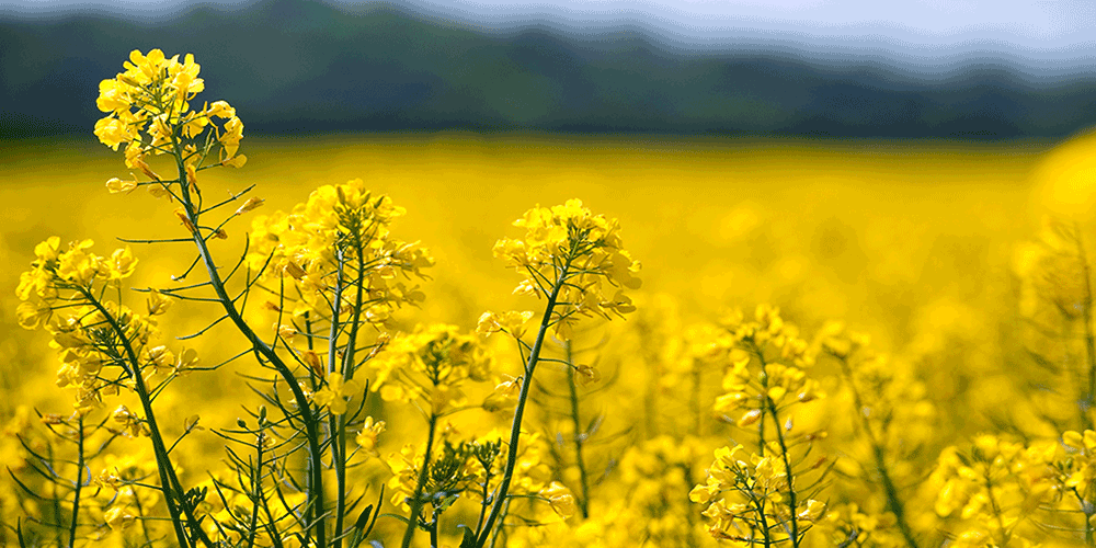 کلزا چیست و این گیاه چه ویژگی‌هایی دارد؟